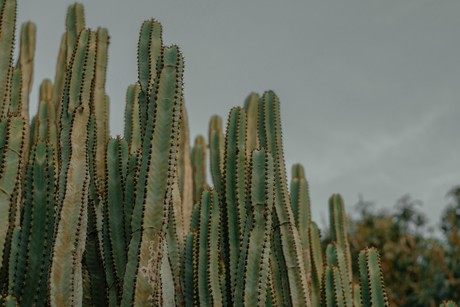 ¿Drogas en cactus? Conoce las especies psicoactivas