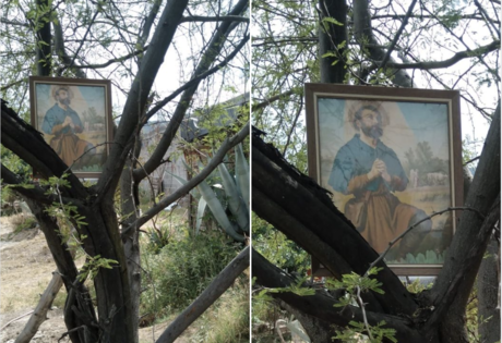 De Tlaloc a San Isidro, comparten imagen en árbol para atraer la lluvia