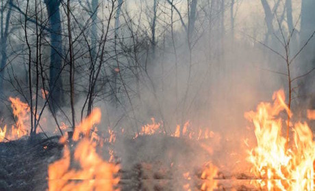 Intensifican campañas de prevención de incendios forestales en Tamaulipas