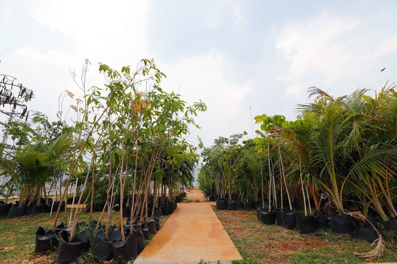 Programa 'Adopta un árbol' ubicado en la Unidad de Desarrollo sustentable, Fracc. Mulsay, Mérida. Foto: Ayuntamerida