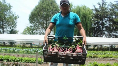Horticultura: Está Edomex en los primeros lugares de producción en el país