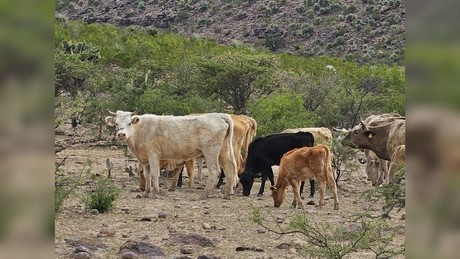 México sufre por sequía; Durango, entre los más afectados
