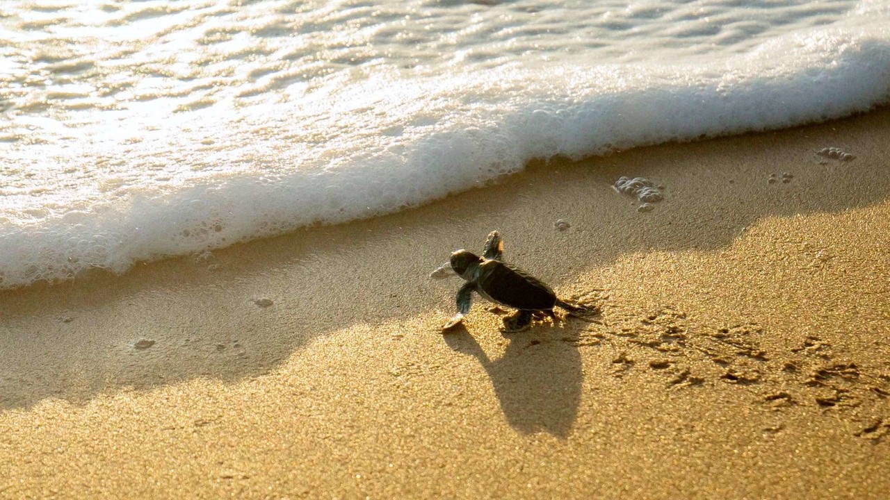 Liberar tortugas en BCS. I Foto: Villa del Arco Beach Resort and Spa.