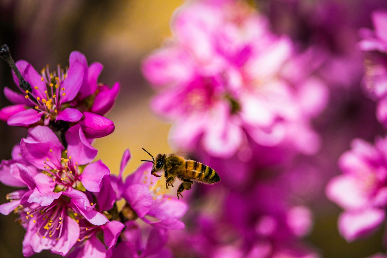 Día Internacional de las abejas. Foto: Unsplash