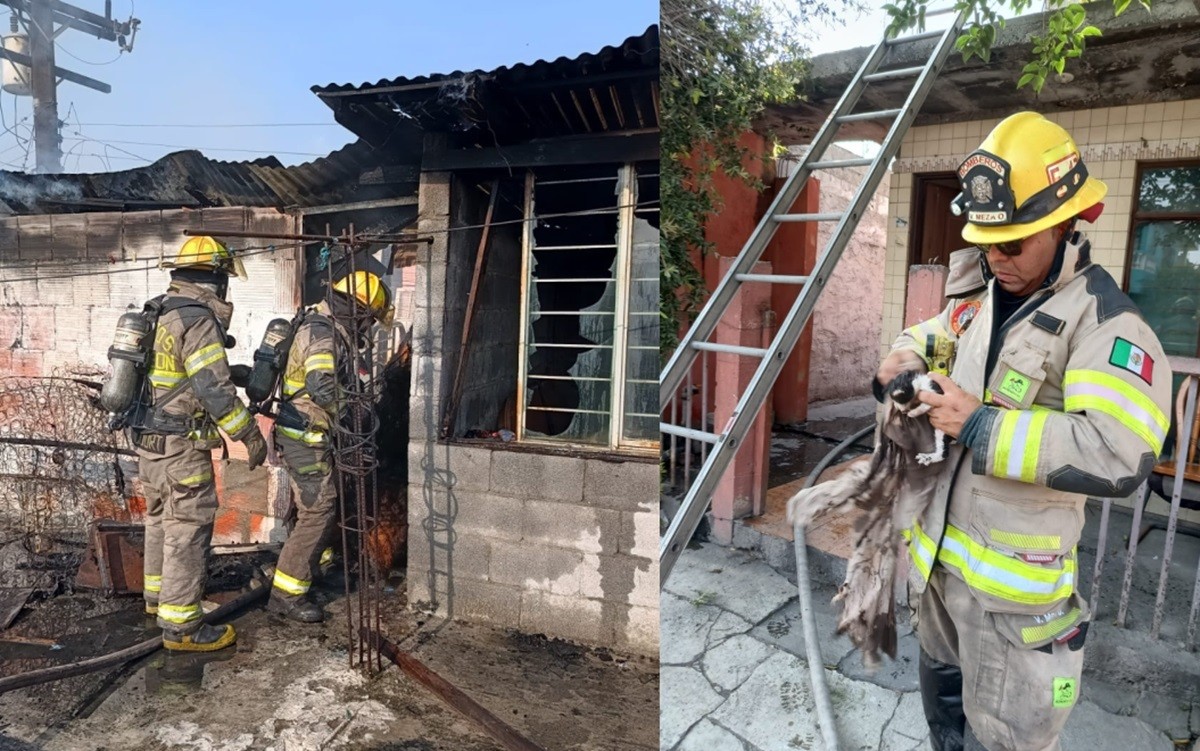 Elementos de Bomberos Nuevo León sofocaron un incendio en la segunda planta de una vivienda y rescataron un gatito en la colonia Nueva Morelos, en Monterrey. Foto: 'X' Alejandro Zuñiga/Bomberos NL @saz2000