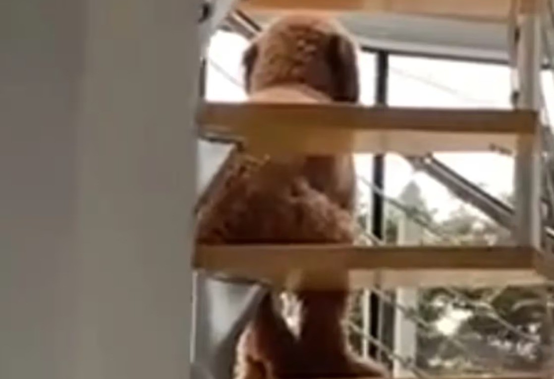 El perro fue avistado por su dueño Lawrence sentado en las escaleras como un humano. Foto: TikTok @lawrencesky