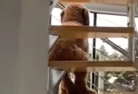 ¡De miedo! Encuentran a perro sentado como humano en escaleras