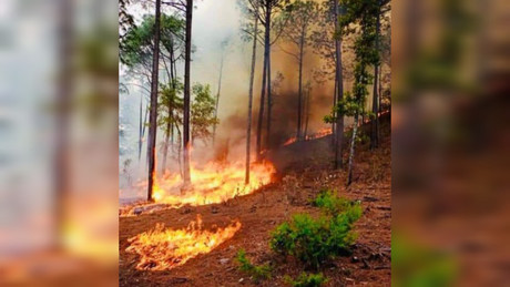 Casi 18 mil hectáreas arrasadas por el fuego en Durango