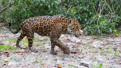 Detectan más presencia de jaguares en áreas naturales de Yucatán