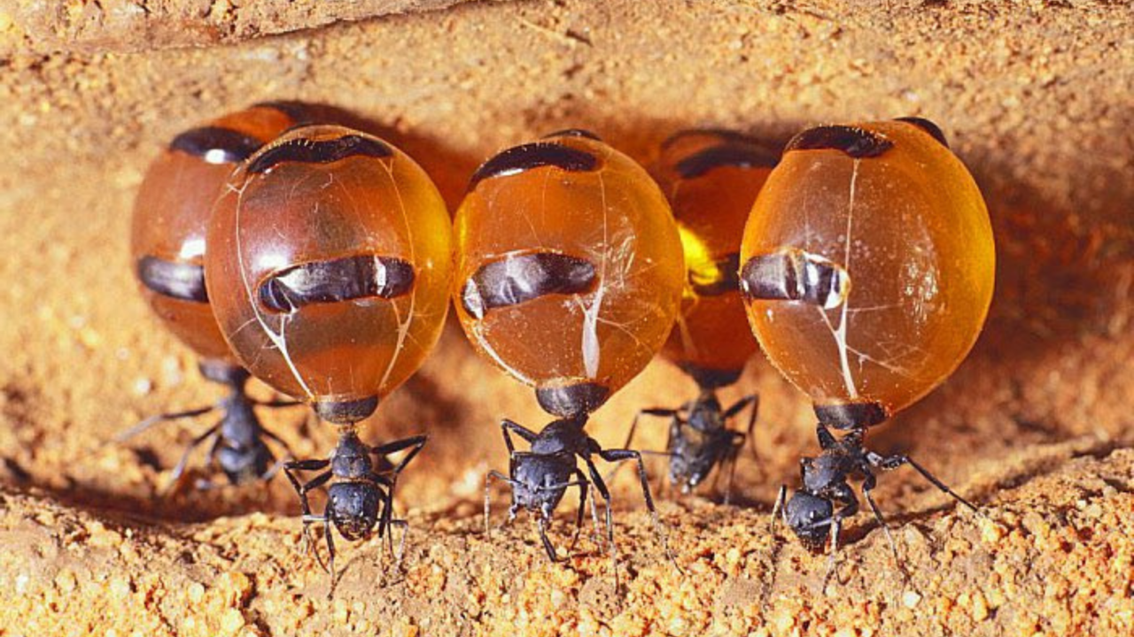 Hormigas de miel reunidas en un ambiente seco / Foto: @aapayes