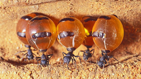¿Conoces a la Hormiga de Miel? Una peculiar especie mexicana