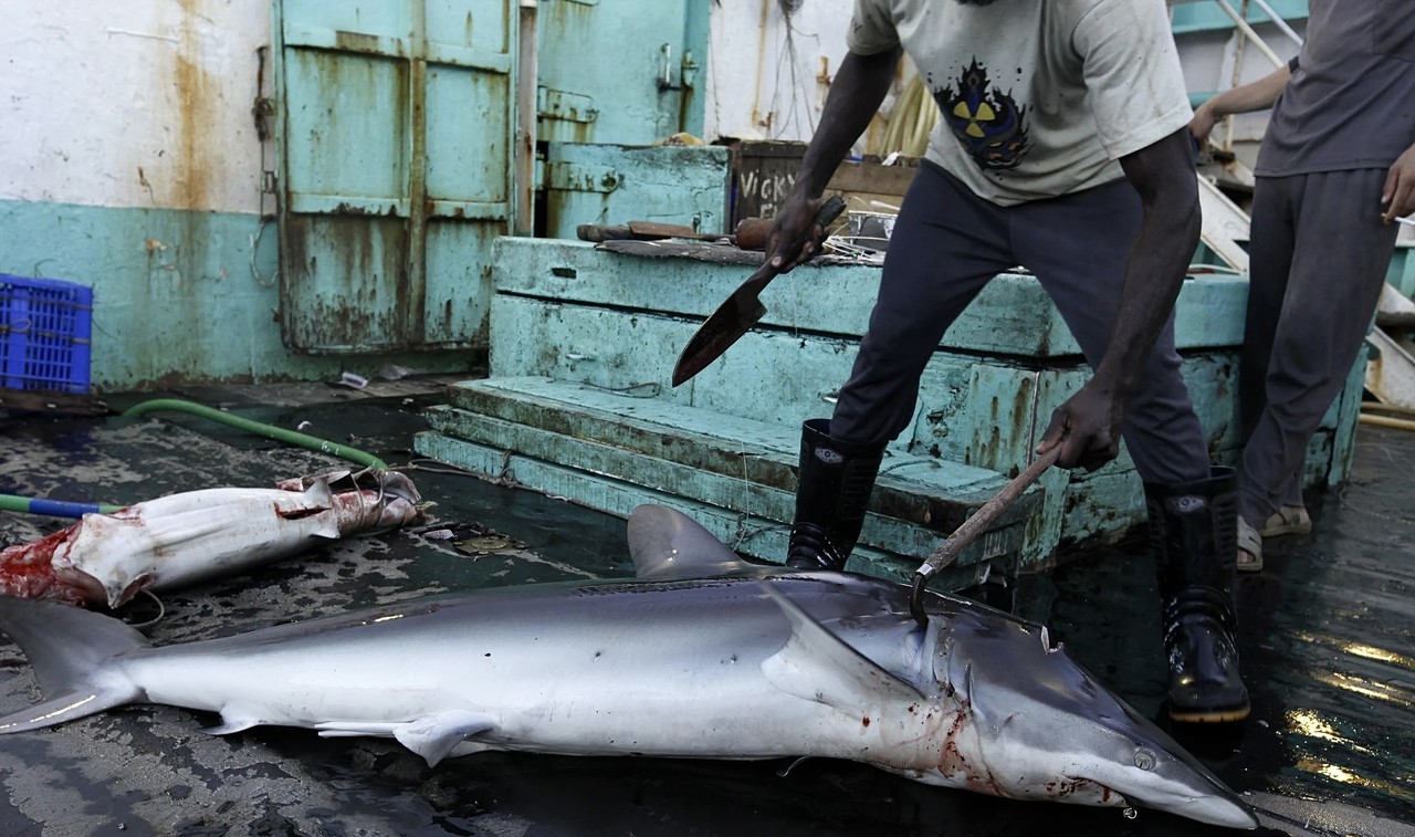 Imagen ilustrativa de la caza de tiburones. I Foto: Greenpeace.com