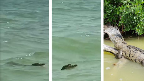 ¡Avistan cocodrilo en la Playa de Celestún!: Alertan a bañistas