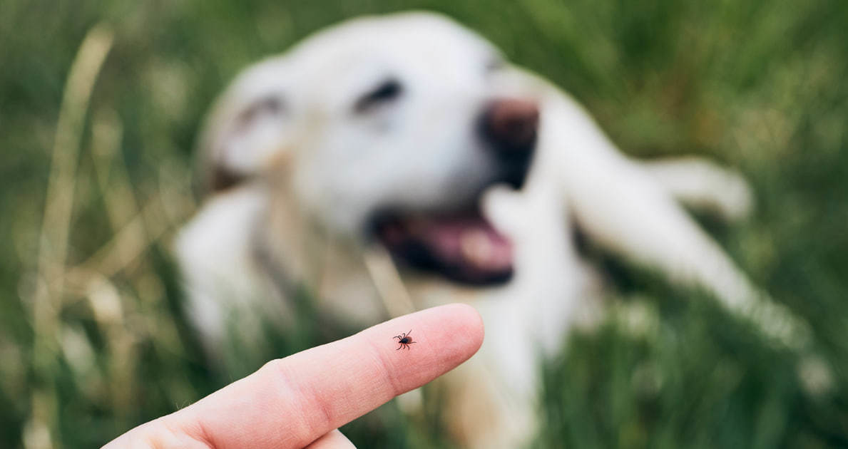 Tomar medidas preventivas contra las garrapatas es fundamental para proteger la salud de tu familia y tus mascotas. (Fotografía: Canva)