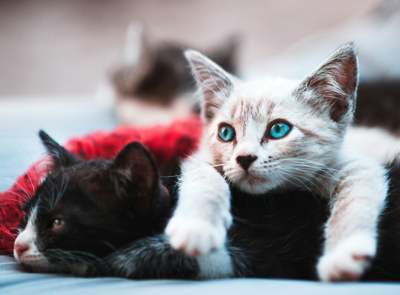 Gatitos bebés. Foto: Unsplash