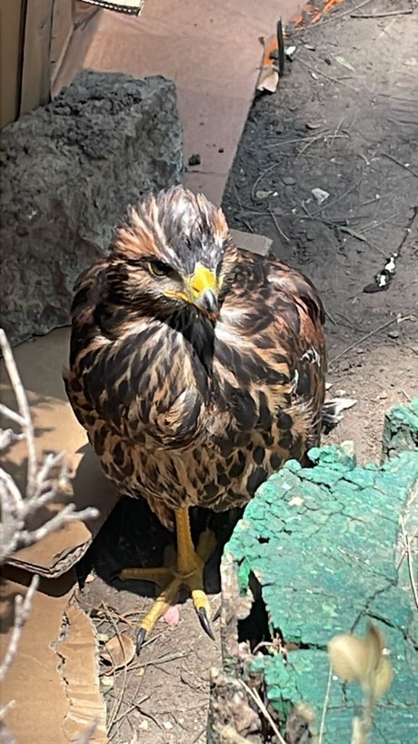 Águila herida es resguardada por vecinos de la colonia San Pedro el Chico