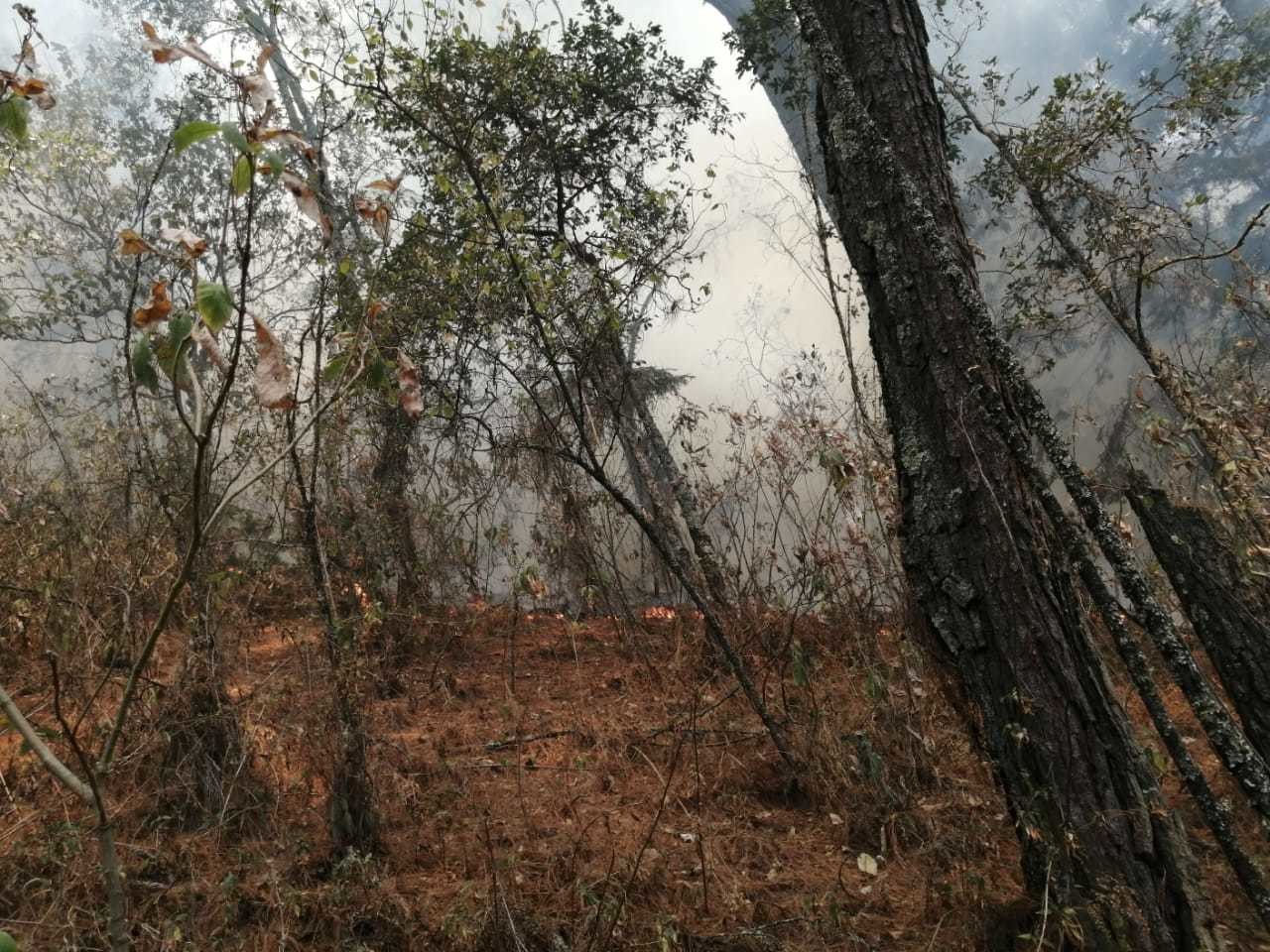 Las autoridades alertan por el riesgo de que se incrementen los incendios forestales ante la tercera ola de calor. Foto: Probosque