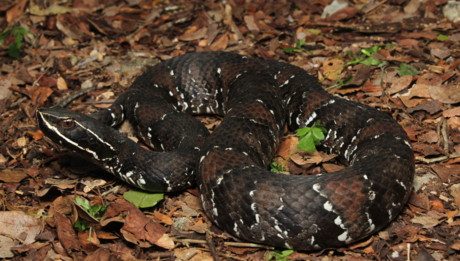 La serpiente Huolpoch y otros animales venenosos que viven en Yucatán
