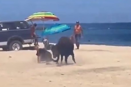 Embiste toro a mujer en playa de Los Cabos (VIDEO)