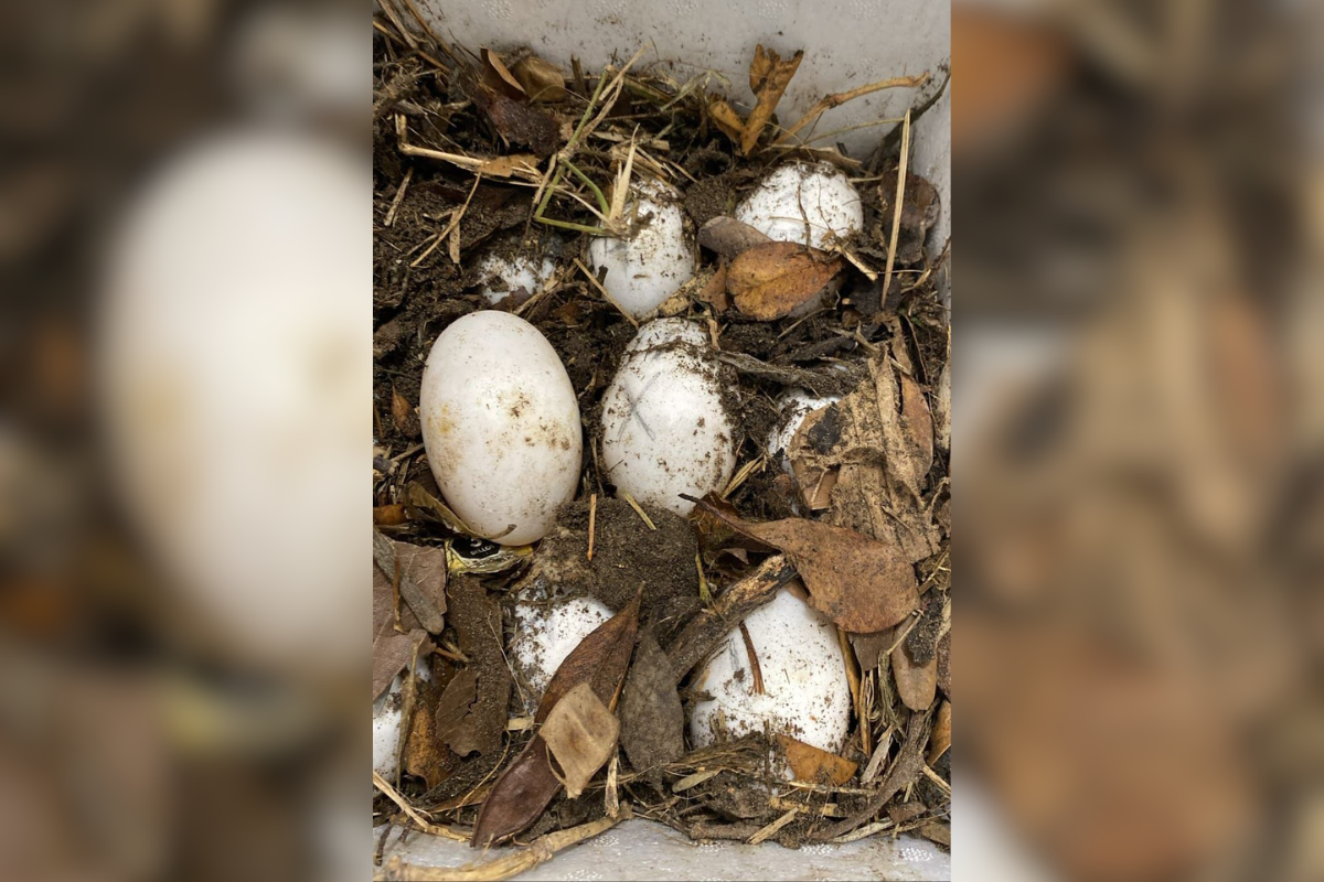 El nido localizado en la Laguna del Carpintero por autoridades consta de 50 huevos de cocodrilo. Foto: Axel Hassel