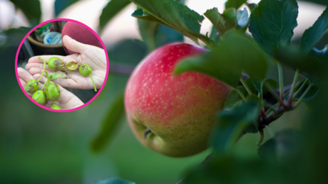 ¿Tu huerto de manzana fue afectado durante la granizada? Descubre qué hacer aquí