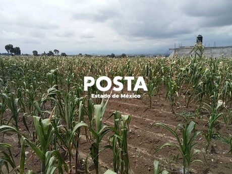 Alerta: Habrá pérdidas de maíz por sequía en Edomex