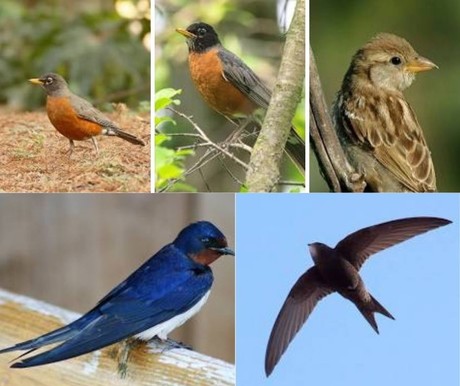 Día de las Aves Migratorias ¿Cuáles son las que pasan por Saltillo?