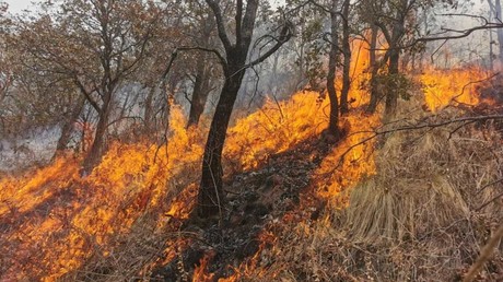 Combaten 14 incendios forestales, 10 están fuera de control en Edomex