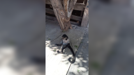 Reportan mono araña en la Benigno Montoya