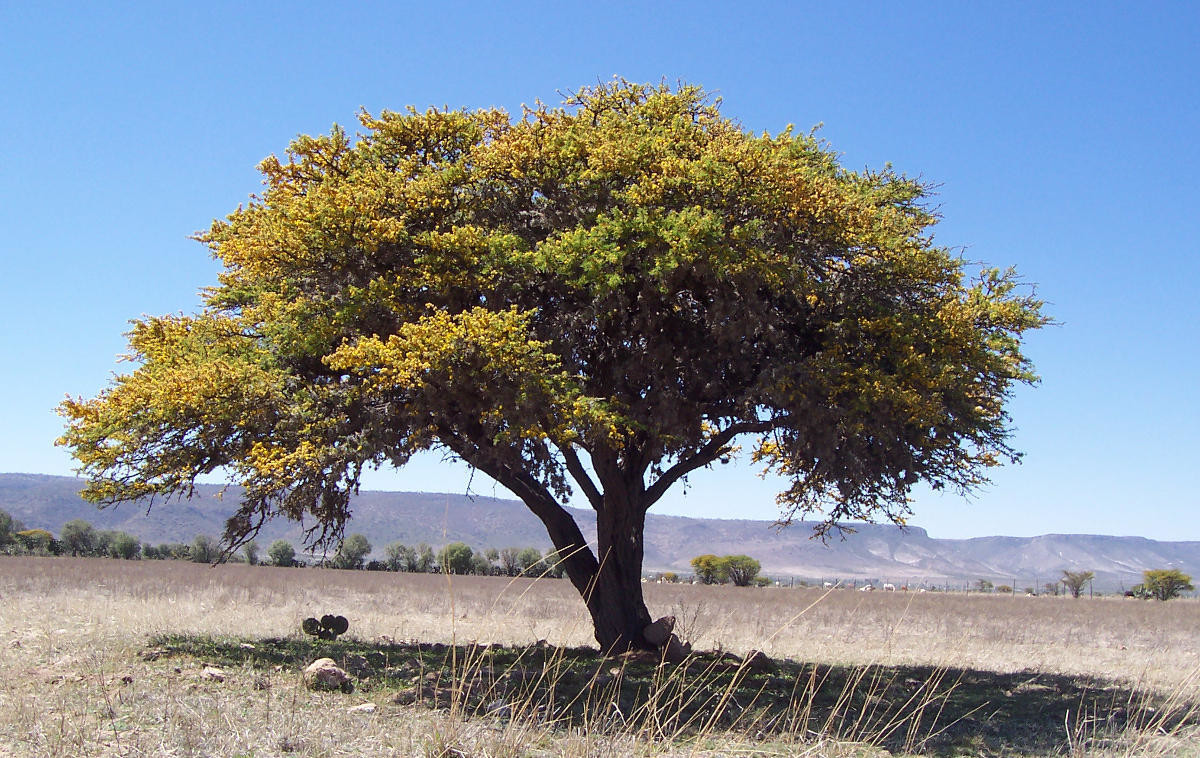 Árbol de Huzache. Foto de Huizache.