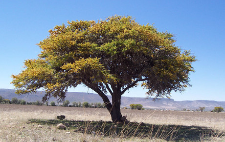 ¿Cuáles son los árboles nativos de Saltillo que se pueden sembrar en temporada?