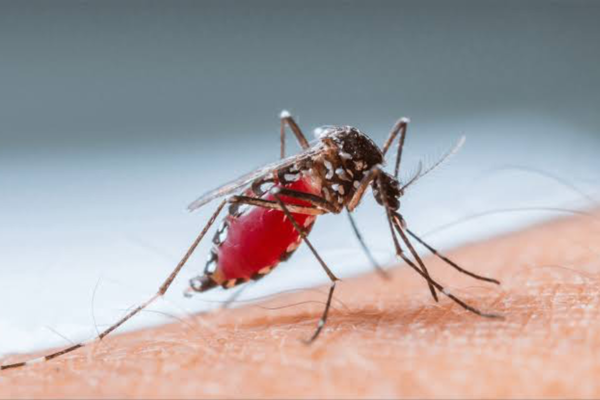 La hembra del Aedes aegypti es la responsable de la transmisión de la enfermedad. Foto: Sanju Pineda