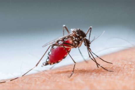 Síntomas y medidas preventivas contra el dengue