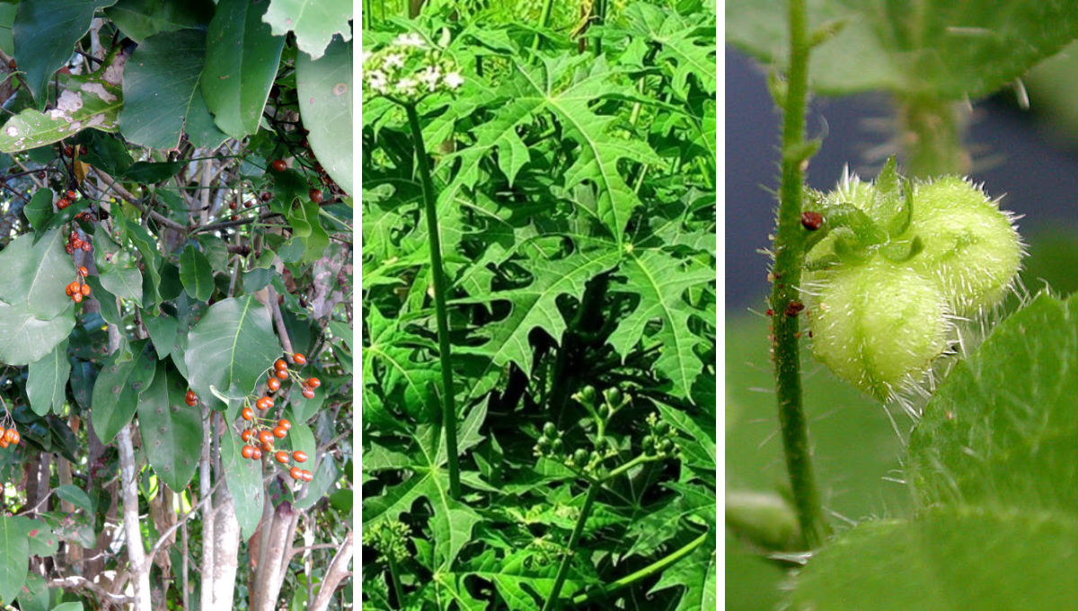 Estas plantas también poseen propiedades medicinales Fotos: Especial