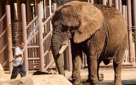 Jueza concede amparo a Ely, la elefanta 'más triste del mundo'