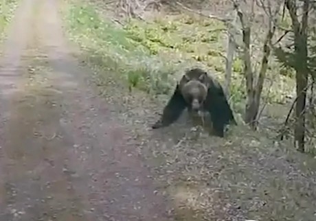 ¡Qué susto! Mamá oso ataca a hombres (VIDEO)
