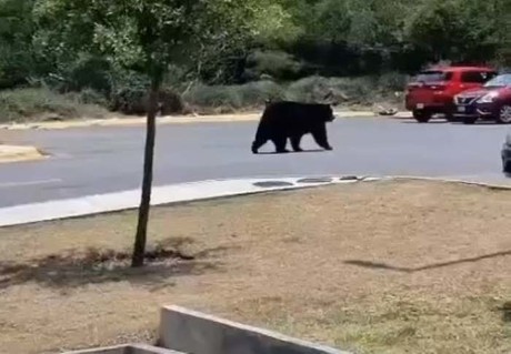 Captan a oso paseando en campus Mederos (VIDEO)