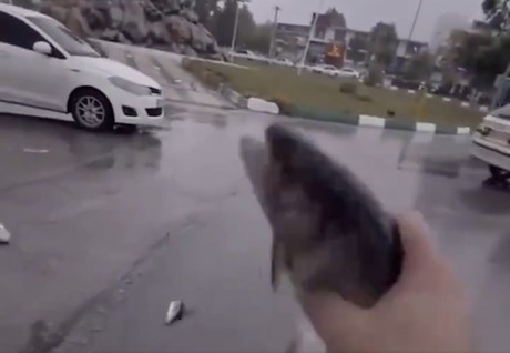 Descubre la verdad detrás de la lluvia de peces en Yasuj, Irán (VIDEO)