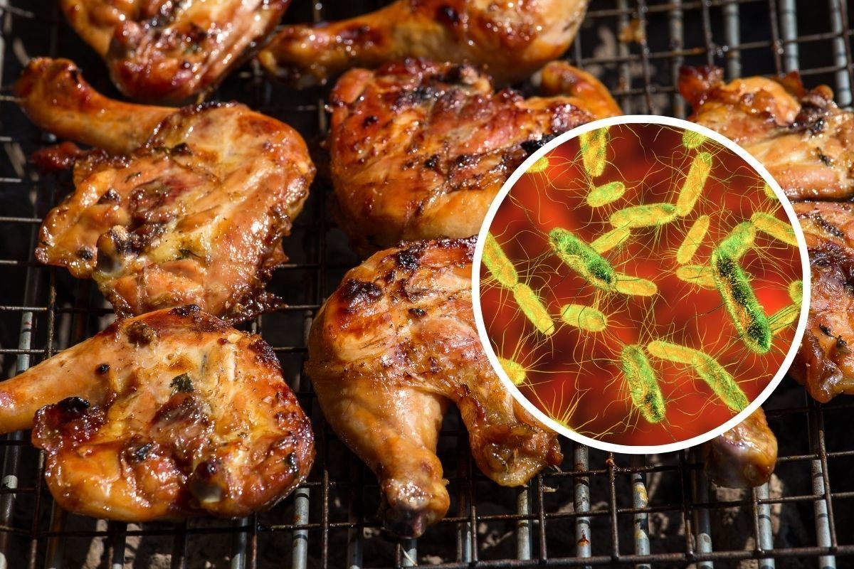 Piezas a pollo asado sobre una parrilla y salmonelosis vista desde microscopio. Foto: Canva