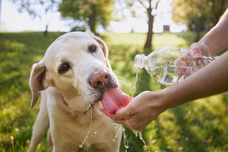Consejos para proteger a tus mascotas y a los animalitos en los días calurosos