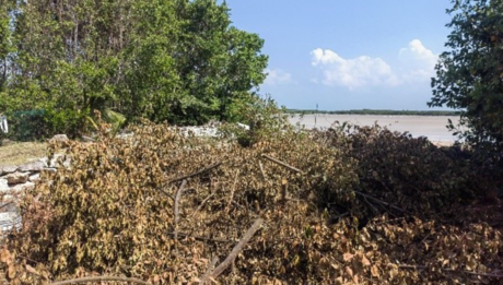 Clausuran predios en Sisal por tala del manglar y relleno del humedal costero