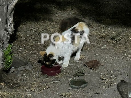Vecino tiene 4 años dando cena a gatitos en parque de Monterrey (VIDEO)