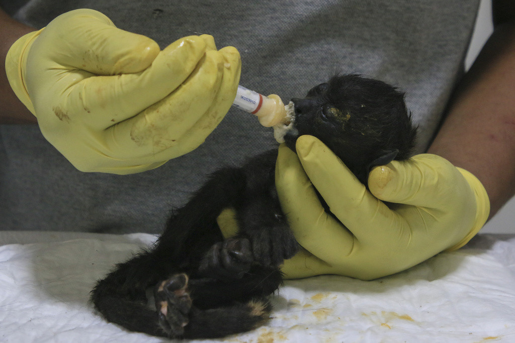 Un veterinario alimenta a un joven mono aullador rescatado en medio de temperaturas extremadamente altas en Tecolutilla, estado de Tabasco, México, el martes 21 de mayo de 2024. (AP Foto/Luis Sánchez)