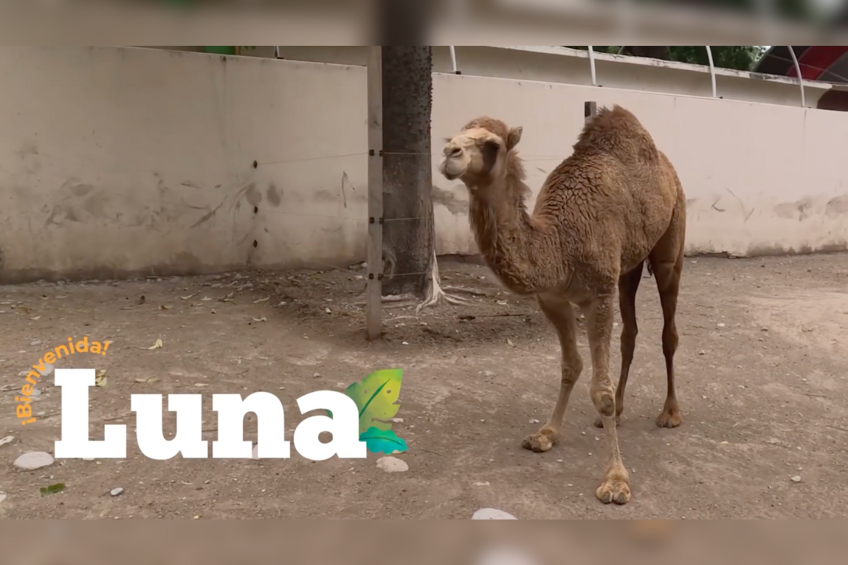 Luna es una hembra de dromedario recién llegada al Zoológico de Tamatán. Foto: Zoológico de Tamatán.