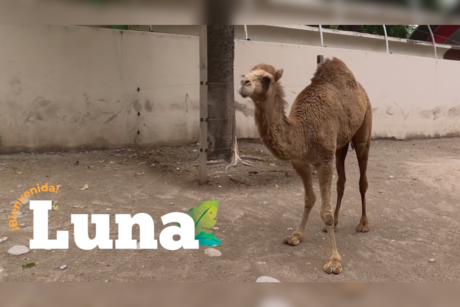 Descubre a Luna, la nueva hembra de dromedario en el Zoológico de Tamatán