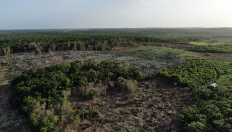 Península de Yucatán perdió más de 285 mil hectáreas de selva en cuatro años
