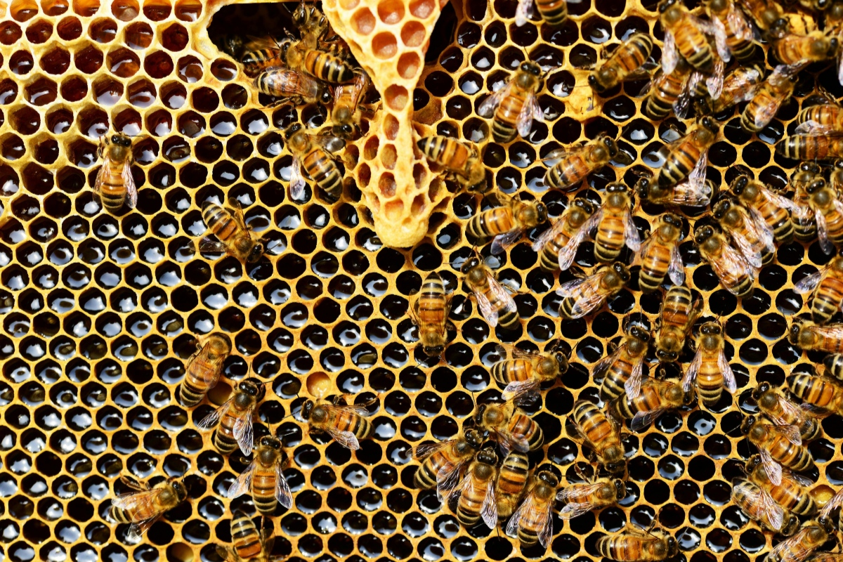 Colmena de abejas productoras de miel. Foto: Pixabay