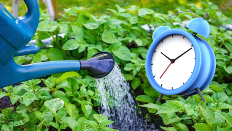 ¿Cuál es la mejor hora del día para regar las plantas?