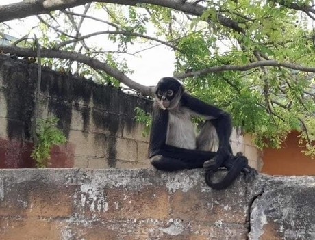 Sorpresivamente un Mono Araña recorre la colonia Chichén Itzá