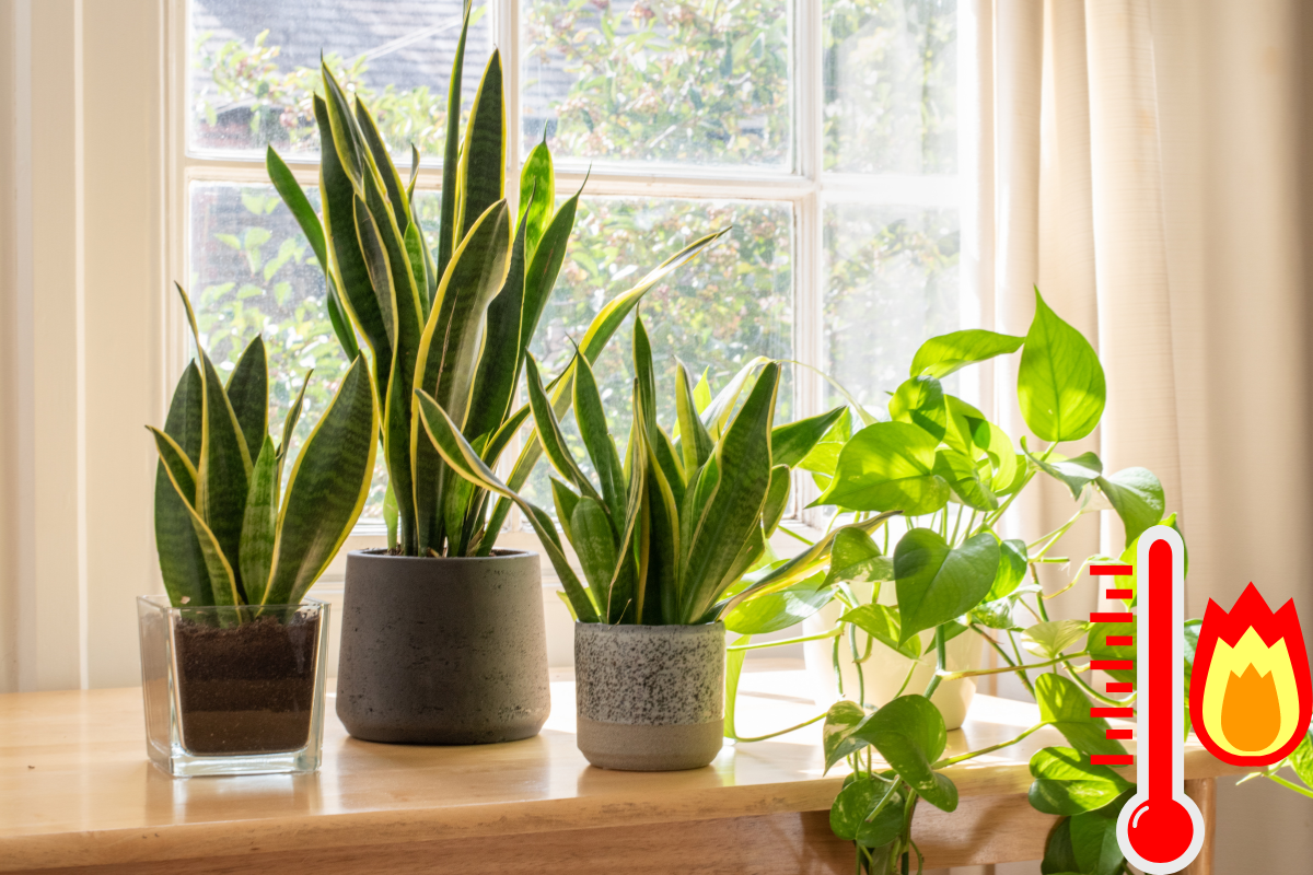 Plantas en casa, termómetro de calor. Foto: Canva